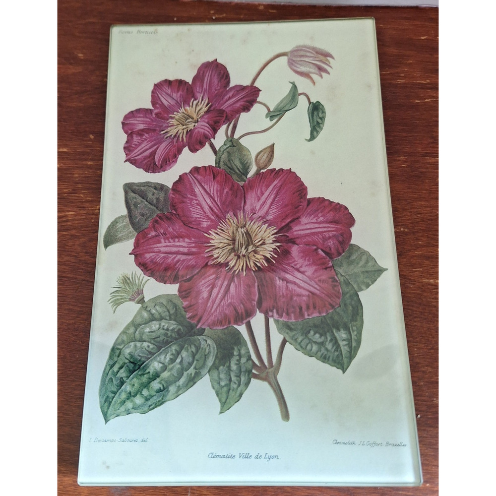 John Derian Decoupage Tray 'Clematite Ville de Lyon' Botanical